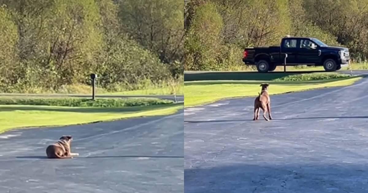 ‘She Is So Loyal’: Dog Waits Outside Each Day for Her Rescuer to Come Home